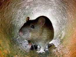 desratizacao-controle-roedores-ratos-porto-alegre-rs