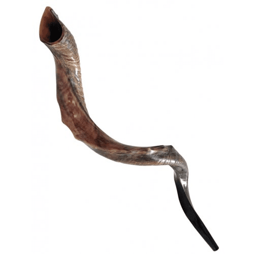 Shofar Bíblico para Igrejas em todo o Brasil.Pronta Entrega