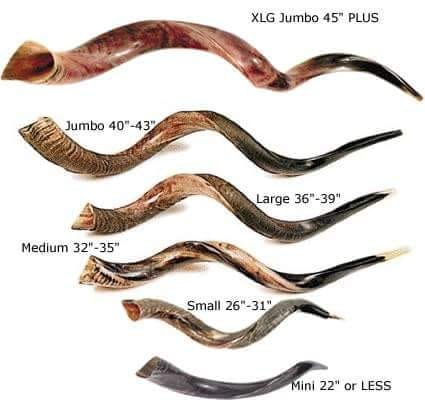 Shofar Bíblico para Igrejas em todo o Brasil.Pronta Entrega