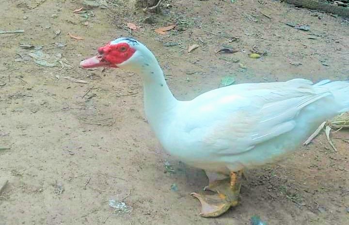 Patos8