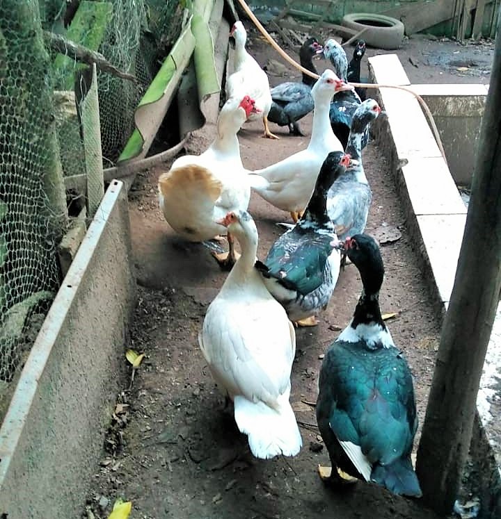 Patos5