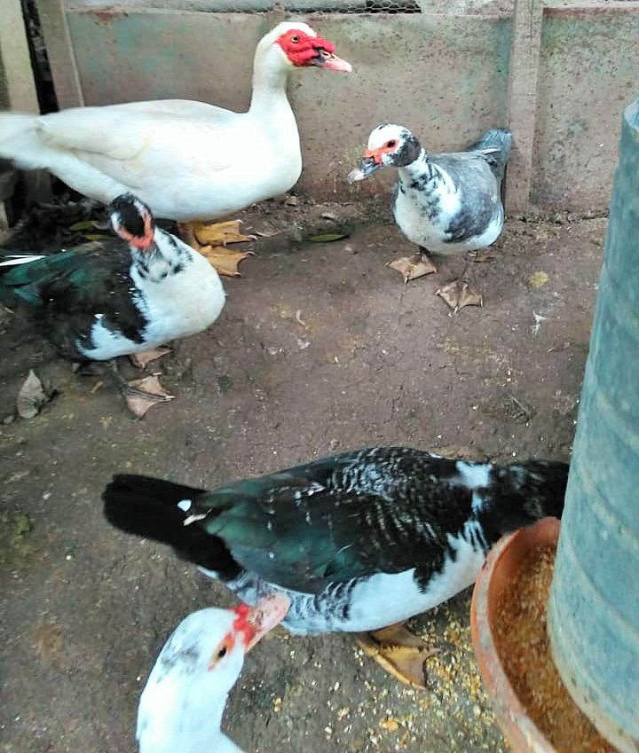 Patos4