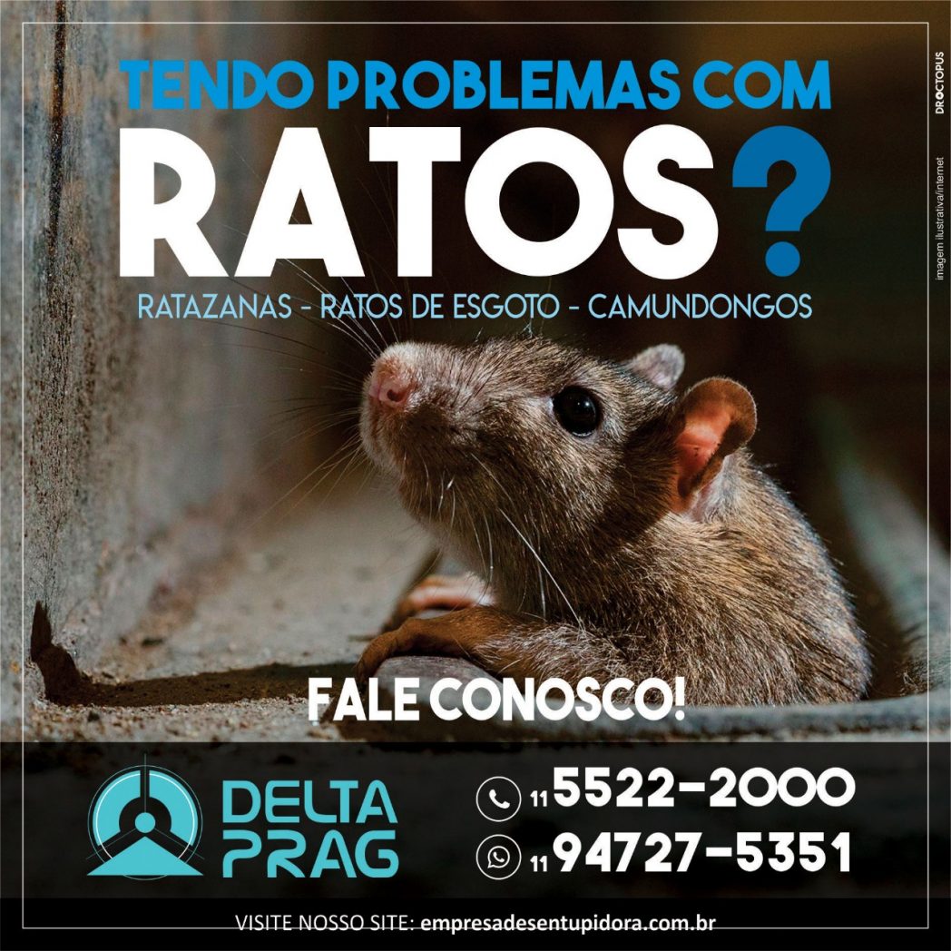 ratos-dedetizacao