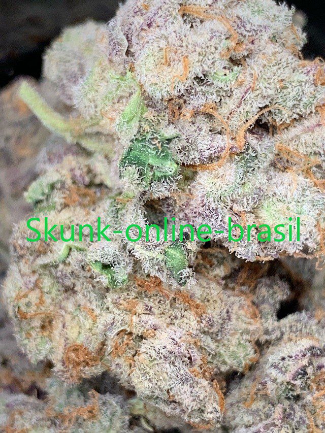 Orange skunk